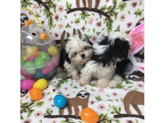 Shih Tzu